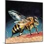 Bee Stinging-English School-Mounted Premium Giclee Print