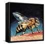 Bee Stinging-English School-Framed Stretched Canvas