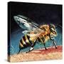 Bee Stinging-English School-Stretched Canvas