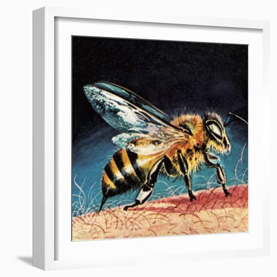 Bee Stinging-English School-Framed Giclee Print