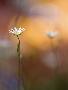 Just the Print