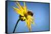 Bee Working Compass Plant Flower-Steve Gadomski-Framed Stretched Canvas