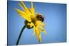 Bee Working Compass Plant Flower-Steve Gadomski-Stretched Canvas