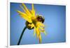 Bee Working Compass Plant Flower-Steve Gadomski-Framed Photographic Print