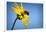 Bee Working Compass Plant Flower-Steve Gadomski-Framed Photographic Print