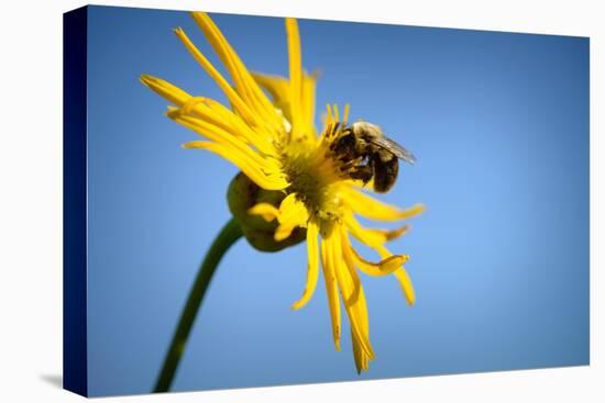 Bee Working Compass Plant Flower-Steve Gadomski-Stretched Canvas