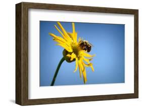 Bee Working Compass Plant Flower-Steve Gadomski-Framed Photographic Print