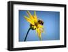 Bee Working Compass Plant Flower-Steve Gadomski-Framed Photographic Print