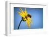 Bee Working Compass Plant Flower-Steve Gadomski-Framed Photographic Print