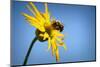 Bee Working Compass Plant Flower-Steve Gadomski-Mounted Photographic Print