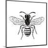 Bee-Clara Wells-Mounted Art Print