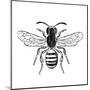 Bee-Clara Wells-Mounted Giclee Print