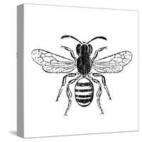 Bee-Clara Wells-Stretched Canvas