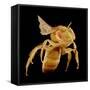 Bee-Micro Discovery-Framed Stretched Canvas