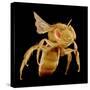 Bee-Micro Discovery-Stretched Canvas