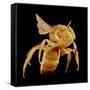 Bee-Micro Discovery-Framed Stretched Canvas