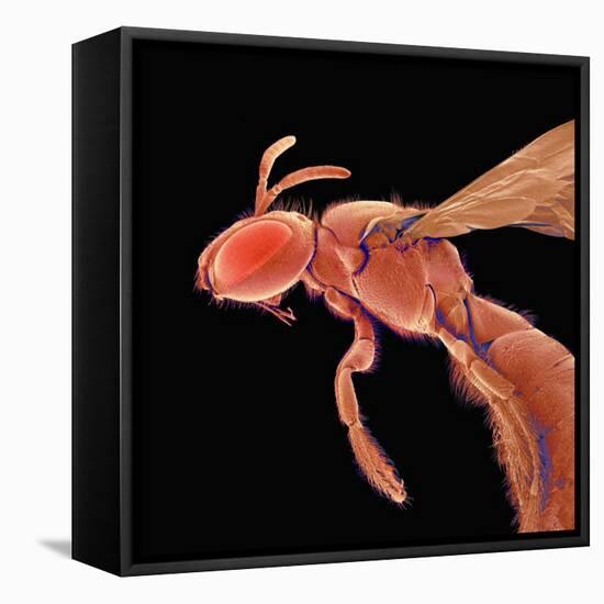 Bee-Micro Discovery-Framed Stretched Canvas