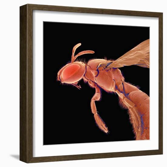 Bee-Micro Discovery-Framed Photographic Print