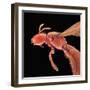 Bee-Micro Discovery-Framed Photographic Print