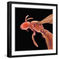 Bee-Micro Discovery-Framed Photographic Print