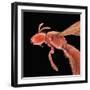 Bee-Micro Discovery-Framed Photographic Print