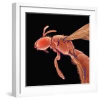 Bee-Micro Discovery-Framed Photographic Print