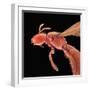 Bee-Micro Discovery-Framed Photographic Print