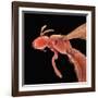 Bee-Micro Discovery-Framed Photographic Print