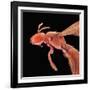 Bee-Micro Discovery-Framed Photographic Print