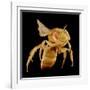 Bee-Micro Discovery-Framed Photographic Print