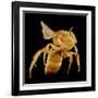Bee-Micro Discovery-Framed Photographic Print