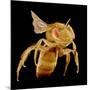 Bee-Micro Discovery-Mounted Photographic Print