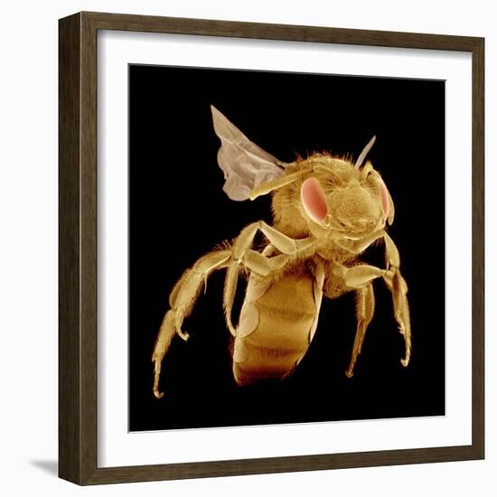 Bee-Micro Discovery-Framed Photographic Print