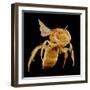 Bee-Micro Discovery-Framed Photographic Print