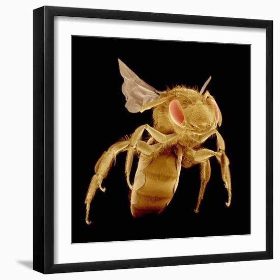 Bee-Micro Discovery-Framed Photographic Print