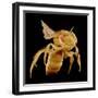 Bee-Micro Discovery-Framed Photographic Print