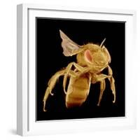 Bee-Micro Discovery-Framed Photographic Print