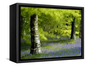 Beech and Bluebell Woodland at Lanhydrock, Cornwall, UK-Ross Hoddinott-Framed Stretched Canvas