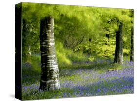 Beech and Bluebell Woodland at Lanhydrock, Cornwall, UK-Ross Hoddinott-Stretched Canvas