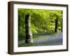 Beech and Bluebell Woodland at Lanhydrock, Cornwall, UK-Ross Hoddinott-Framed Photographic Print