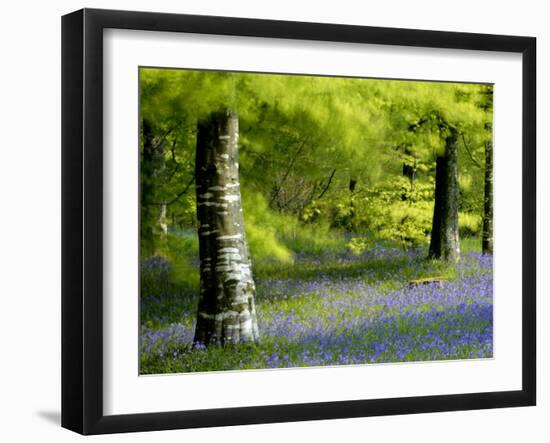 Beech and Bluebell Woodland at Lanhydrock, Cornwall, UK-Ross Hoddinott-Framed Photographic Print