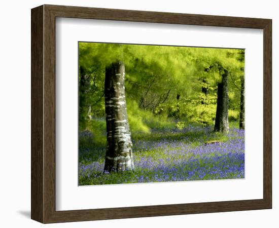 Beech and Bluebell Woodland at Lanhydrock, Cornwall, UK-Ross Hoddinott-Framed Photographic Print