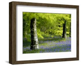 Beech and Bluebell Woodland at Lanhydrock, Cornwall, UK-Ross Hoddinott-Framed Photographic Print