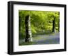 Beech and Bluebell Woodland at Lanhydrock, Cornwall, UK-Ross Hoddinott-Framed Photographic Print