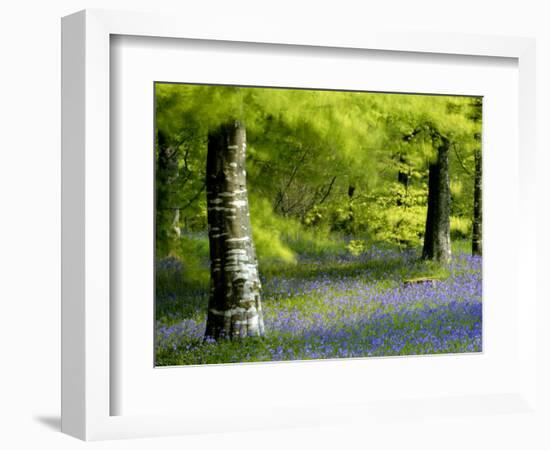 Beech and Bluebell Woodland at Lanhydrock, Cornwall, UK-Ross Hoddinott-Framed Photographic Print