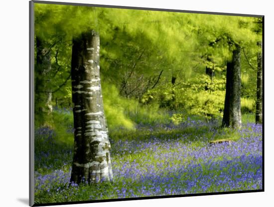 Beech and Bluebell Woodland at Lanhydrock, Cornwall, UK-Ross Hoddinott-Mounted Photographic Print