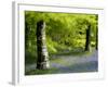 Beech and Bluebell Woodland at Lanhydrock, Cornwall, UK-Ross Hoddinott-Framed Photographic Print