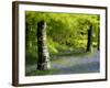 Beech and Bluebell Woodland at Lanhydrock, Cornwall, UK-Ross Hoddinott-Framed Photographic Print