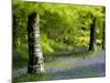 Beech and Bluebell Woodland at Lanhydrock, Cornwall, UK-Ross Hoddinott-Mounted Photographic Print