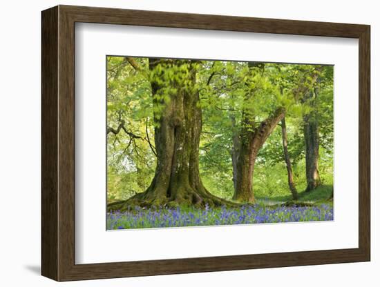 Beech and Oak Trees Above a Carpet of Bluebells in a Woodland, Blackbury Camp, Devon-Adam Burton-Framed Photographic Print